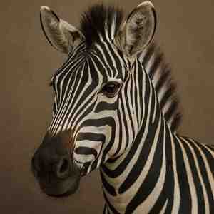 image de profil utilisateur